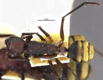 Media type: image;   Entomology 22646 Aspect: habitus dorsal view